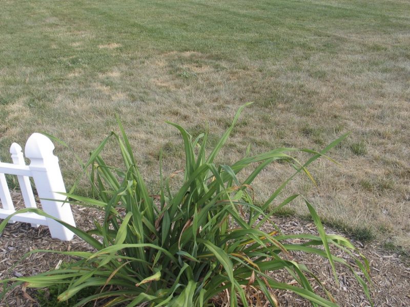Photo of a Kentucky bluegrass/perennial ryegrass lawn in a garden with a white fence.
