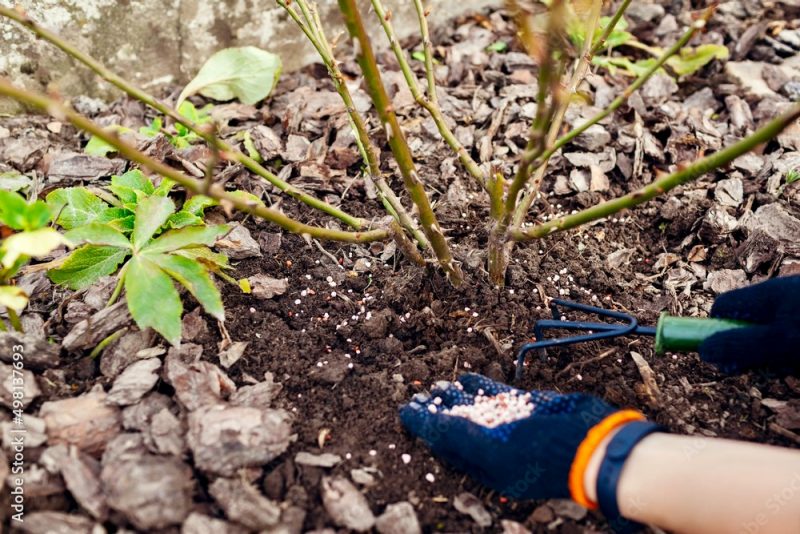 A blue gloved hand adding fertilizer to the base of a shrub