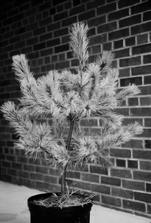 a black and white photo of eastern white pine in a container