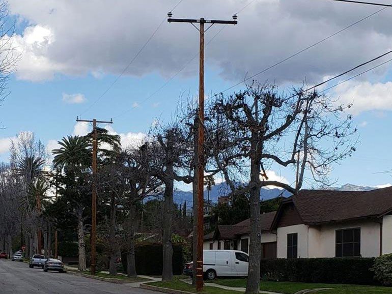 Five trees in front of a house have been cut from the top so they fit under utility lines. New growth growing upward is visible.