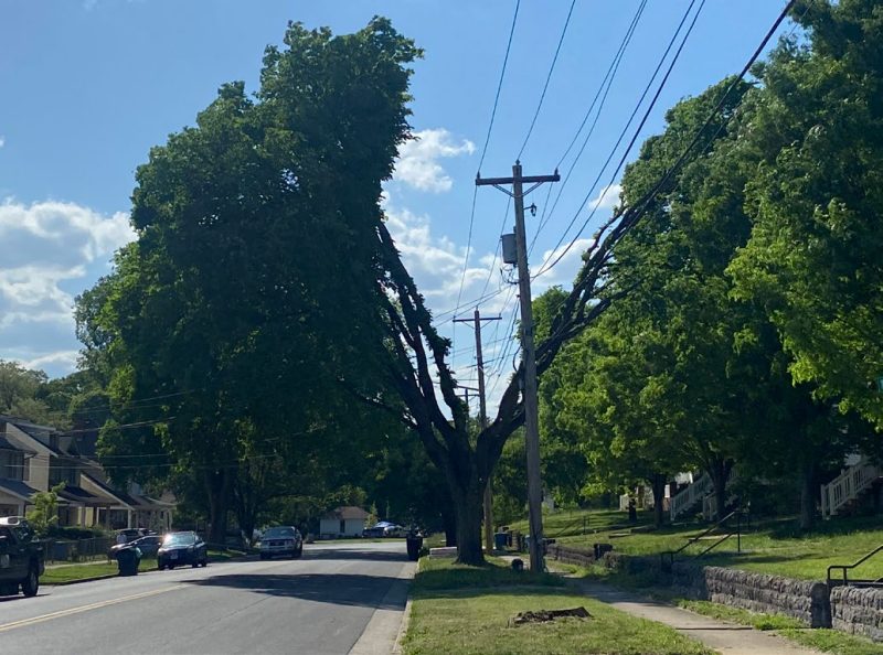 The crown of a large elm tree growing under utility lines is cut into a deep V-shape to allow utility lines to pass through. The tree is located in a residential neighborhood.