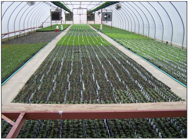 Inside of greenhouse.