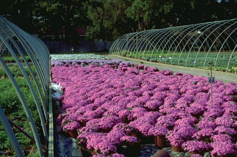 Greenhouse and nursery production of herbaceous perennials encompass hundreds of different crops