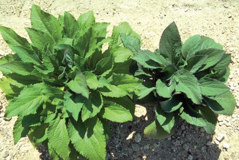Digitalis ‘Foxy’ untreated (left) and treated with 15 ppm unicon- azole (right).