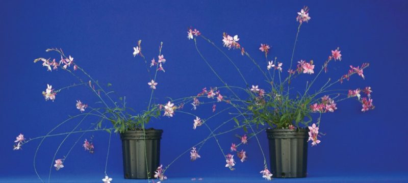Benzyladenine (Configure) improved branching and flowering of white gaura (Gaura lindheimeri ‘Siskiyou Pink’): untreated (left) and 600 ppm applied at two weeks after transplant (right).
