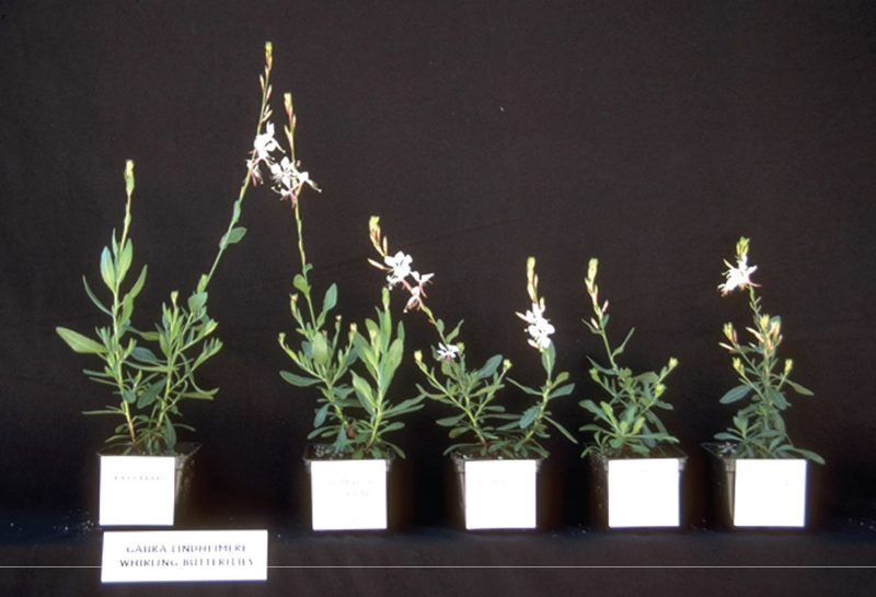 left to right: 0, 15, 30, 45, and 60 ppm.