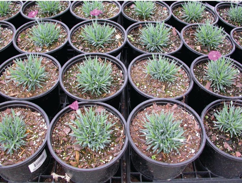 Young dianthus plants treated with ethephon to enhance branching and plant quality.