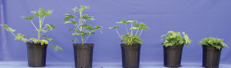 Larkspur (Delphinium elatum ‘Blue Bird’) at four weeks after treatment with paclobutrazol, left to right: untreated control, treated with paclobutrazol as a foliar spray at 30 ppm and at 60 ppm, and treated with paclobutrazol as a drench at 1 ppm and at 2 ppm.