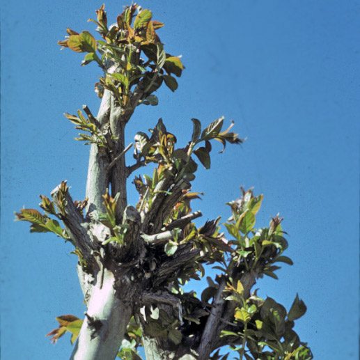 Shoots with leaves from crapemyrtle stem