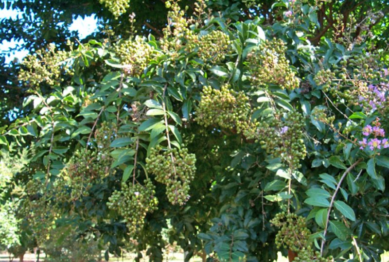 crapemyrtle with heavy flower clusters