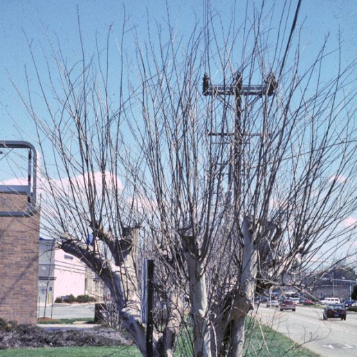 Numerous shoots from crapemyrtle stem