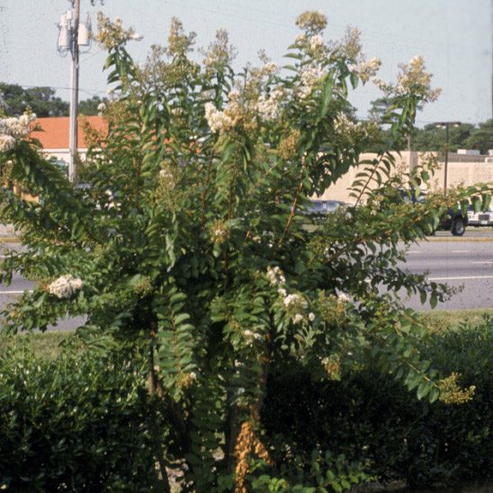 broken crapemyrtles