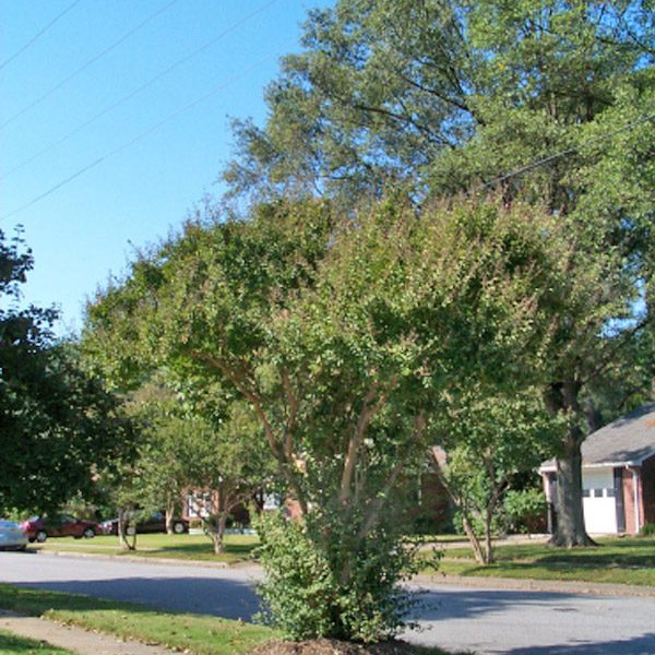 second example of basal sucker growth