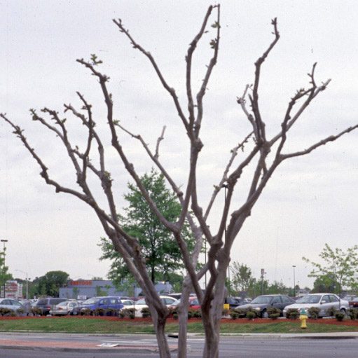 A plant that has been thinned of small twigs