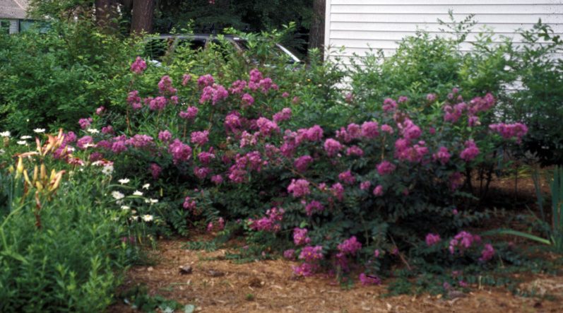 Low shrub Crapemyrtles