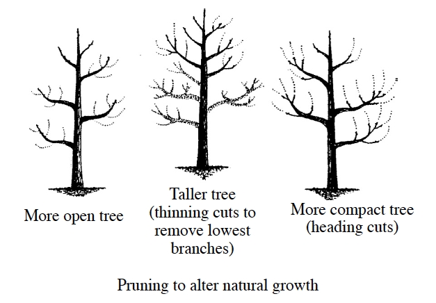 figure4.jpg