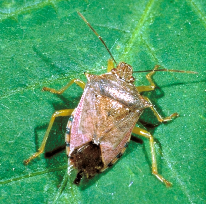 The dorsal view of a spined soldier bug, Podisus maculiventris, a predator of Colorado potato beetle on a pepper leaf.