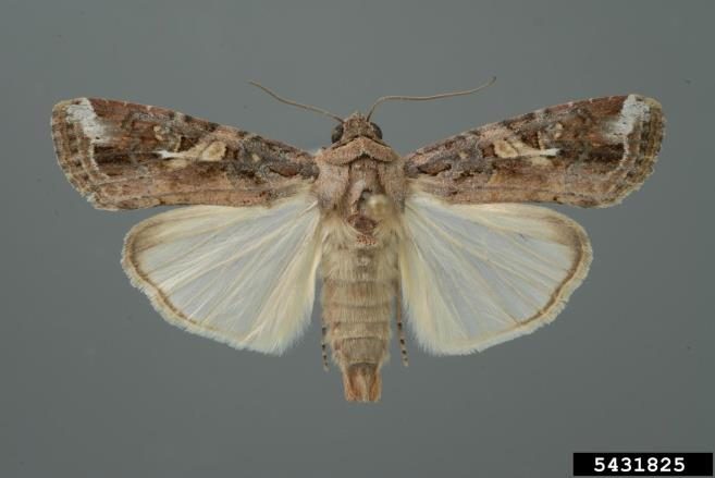 Adult male fall armyworm moth pinned with wings spread to show the white triangular markings on the tips and center of forewings.