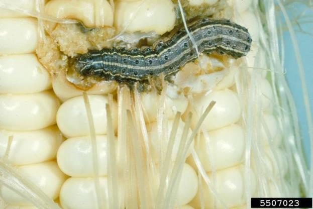 A fall armyworm eating fresh corn kernels.