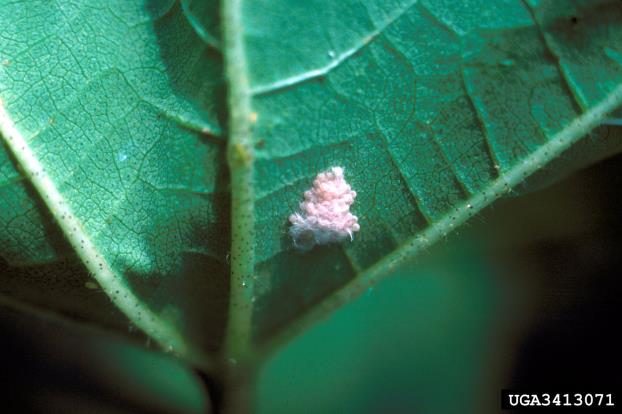 Image shows a fall armyworm egg mass on the underside of a cotton leaf.