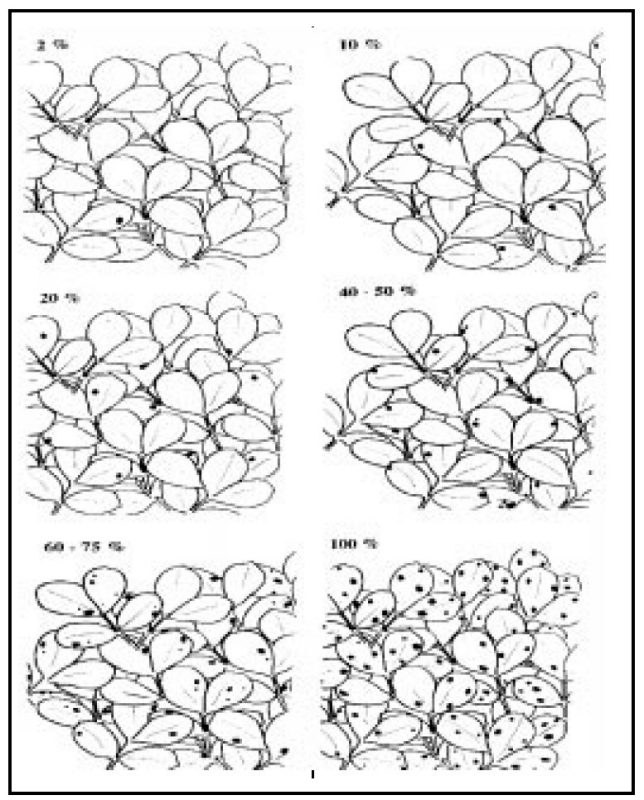 Learn to estimate leafspot damage accurately.