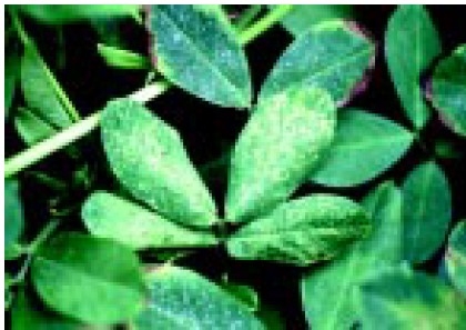 Symptoms of tomato spotted wilt virus vary.