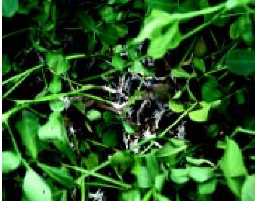 Southern stem rot.