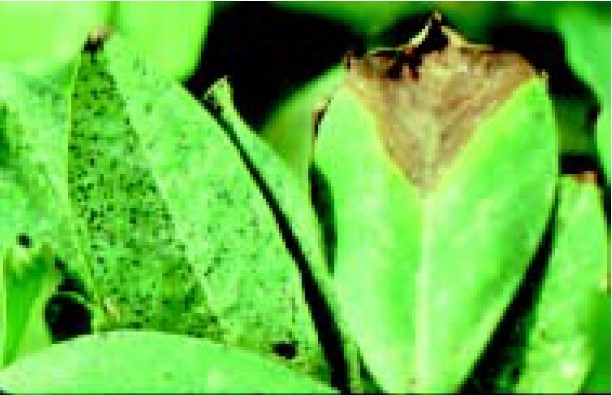 Pepper spot (left) and scorch symptom (right).
