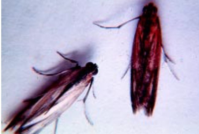 Lesser cornstalk borer adults.