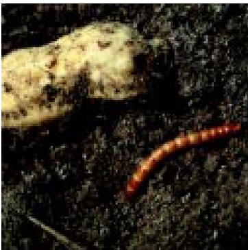 Wireworm and damage.