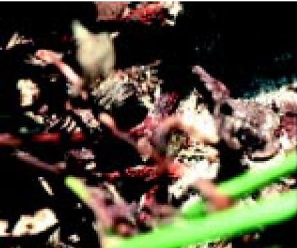 Cylindrocladium black rot (CBR).