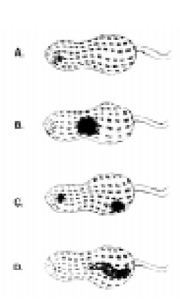 Typical damage by podfeeding insects. Location of holes made by pod-feeders will vary from pod to pod.