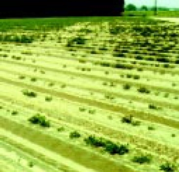 Nematode damage on sandy ridges.
