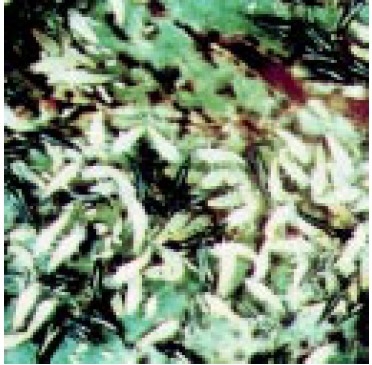 Adult thrips.