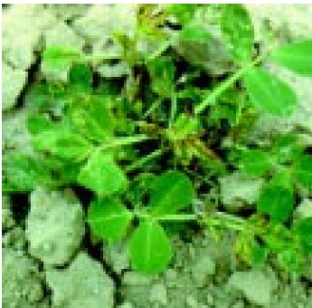 Thrips damage.