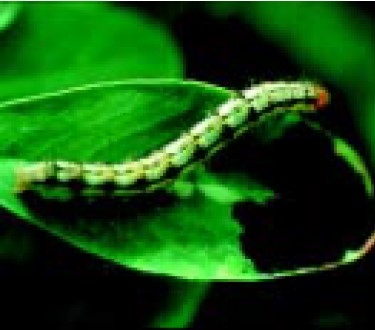 Corn earworm.