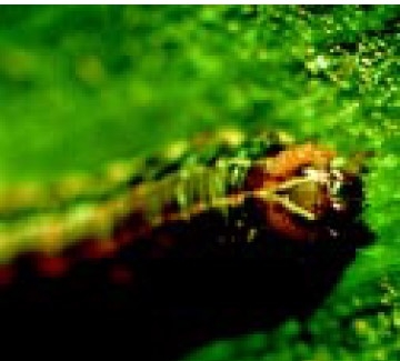 Inverted Y on head marks fall armyworm.