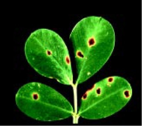 Early leafspot.