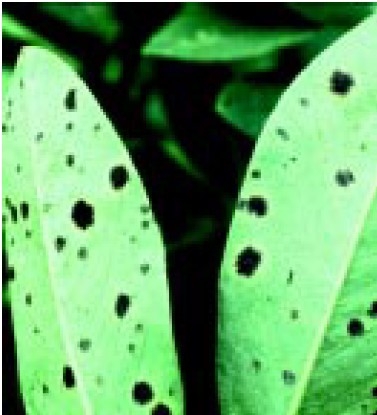 Late leafspot.