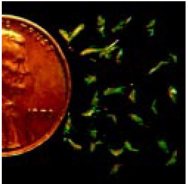 Potato leafhopper adults.