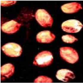 Seed from plants with TSWV are usually small and somewhat misshapen. The seed coats can have a pink color that is not evenly distributed. Seed coats are usually cracked.