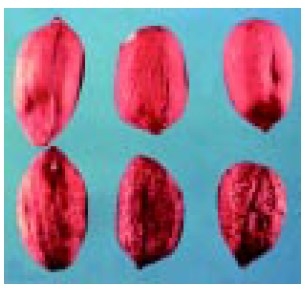 Seed infested with CBR (bottom row) have numerous cinnamon-colored speckles on the seed coat. The seed are normal to slightly smaller than usual, and the seed coats are often lighter tan in color.