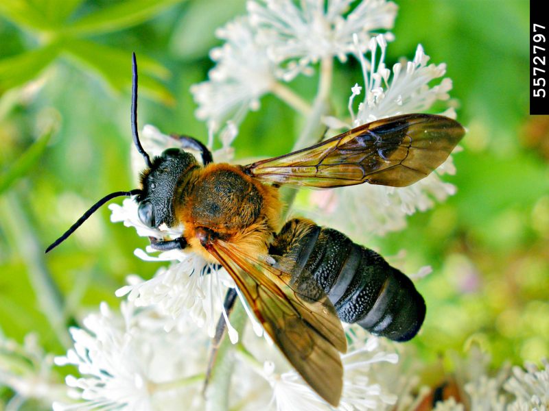 A large bee collects pollen and nectar from a flower.