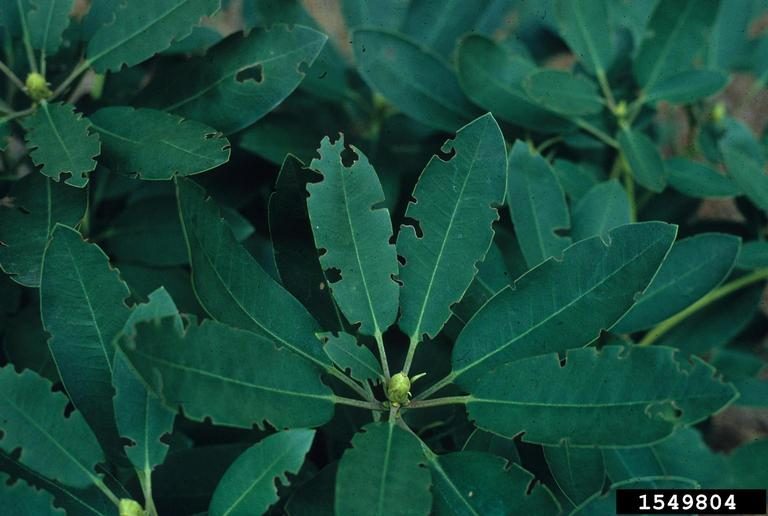 Feeding damage by adult black vine weevil on rhododendron showing the characteristic notching along the leaf margins.