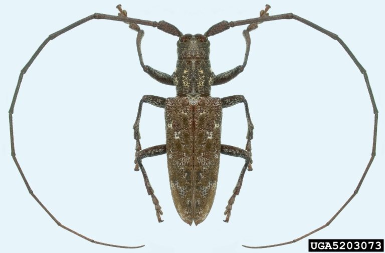 A brown beetle with very long antennae.