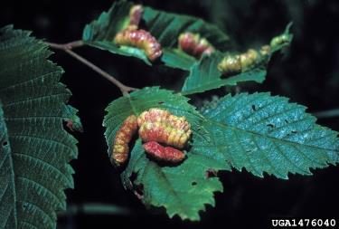 Figure 4. Several colorful galls created by the elm cockscomb gall aphid stand out from the normal green of the elm leaves.