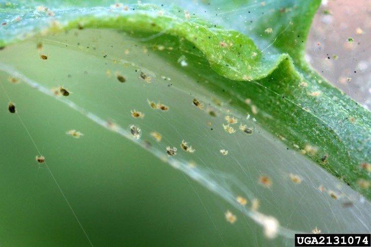 Figure 5, A closeup of spider mites in their webbing on a leaf petiole.