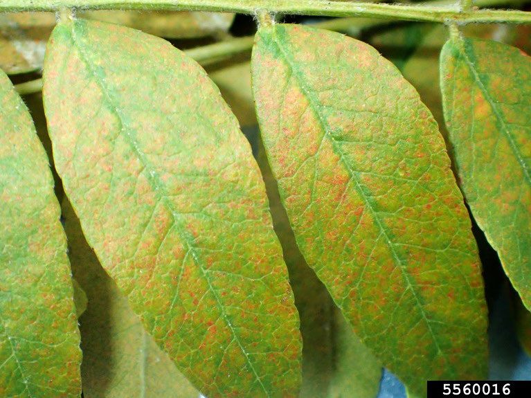 Figure 4, Spider mites feeding on honeylocust leaves has discolored the leaves.