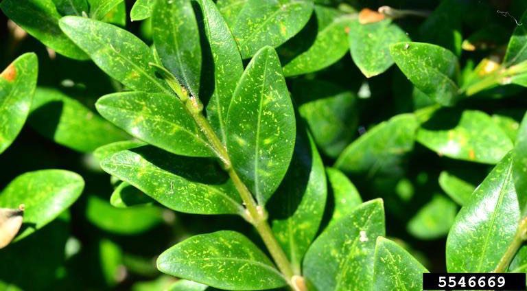 Figure 3, Light-colored flecking, a sign of feeding damage, on boxwood leaves due to boxwood mite.