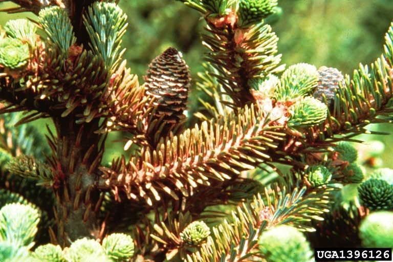 Figure 3, Older discolored spruce needles damaged by mite feeding stand out starkly compared to fresh new needles.